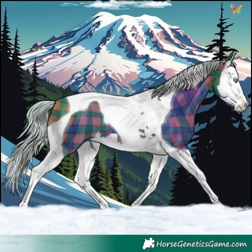 Horse Color:Plaid  Silver Brown Splash Tobiano 