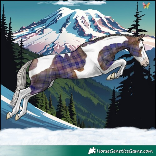 Horse Color:Plaid Silver Brown Splash Tobiano