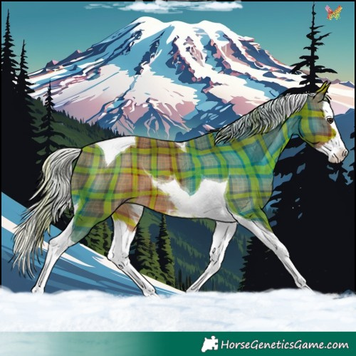 Horse Color:Plaid Silver Brown Splash Tobiano