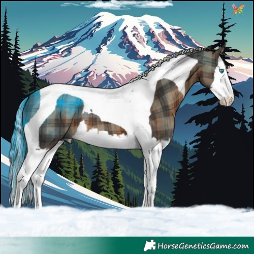 Horse Color:Plaid  Brown Splash Tobiano 