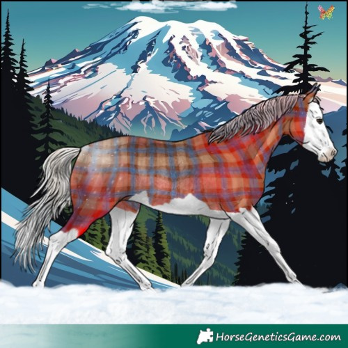 Horse Color:Plaid Silver Bay Splash Rabicano