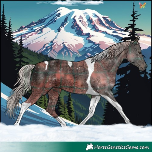 Horse Color:Plaid Silver Brown Ice Tobiano