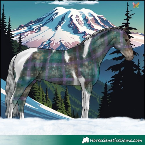 Horse Color:Plaid  Silver Brown Tobiano Rabicano 