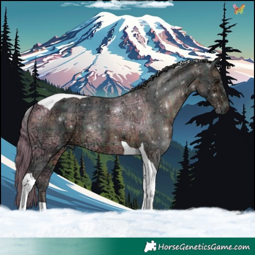 Horse Color:Plaid  Brown Ice Tobiano 