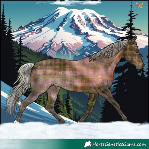 Horse Color:Plaid Silver Brown Rabicano