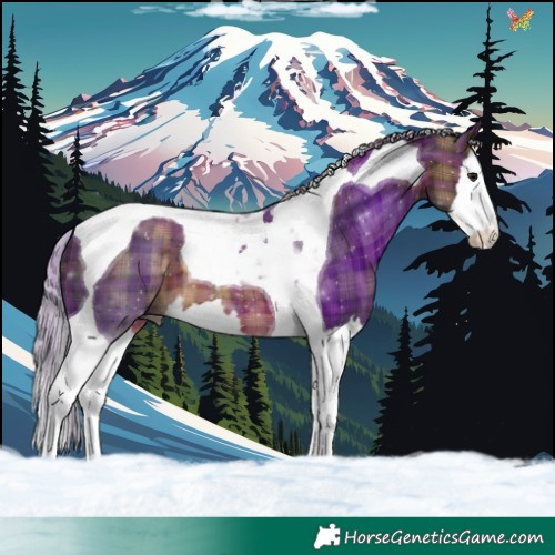 Horse Color:Plaid  Silver Brown Splash Tobiano 