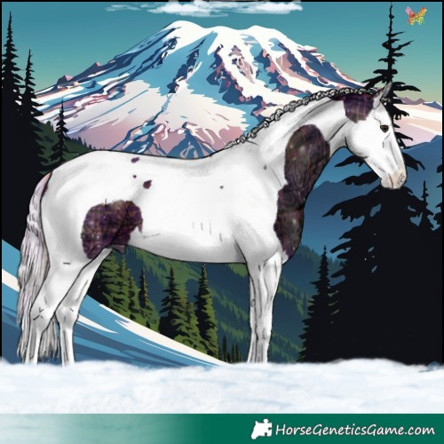 Horse Color:Plaid  Silver Brown Ice Splash Tobiano 