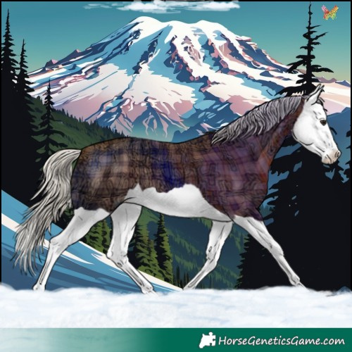 Horse Color:Plaid  Silver Bay Ice Splash 