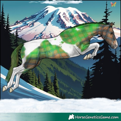 Horse Color:Plaid Brown Tobiano