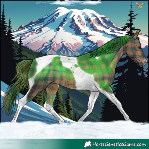 Horse Color:Plaid  Brown Tobiano 
