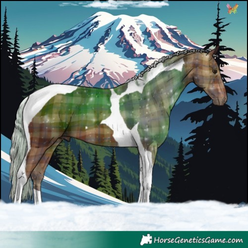 Horse Color:Plaid  Silver Brown Tobiano 