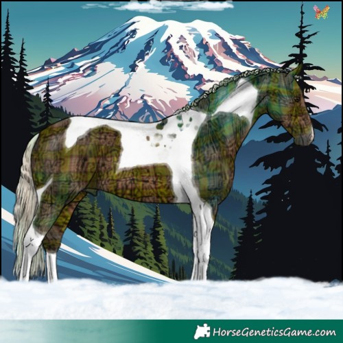 Horse Color:Plaid  Silver Brown Ice Tobiano 