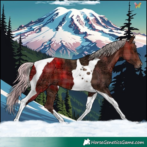 Horse Color:Plaid  Silver Brown Ice Tobiano 