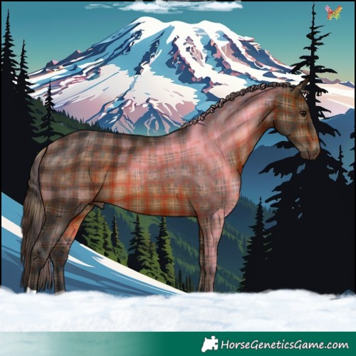 Horse Color:Plaid  Brown 