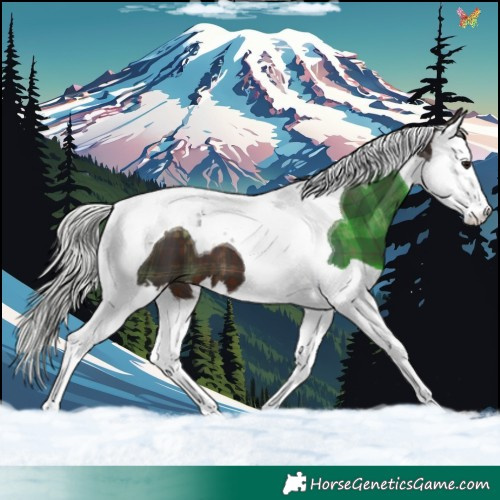 Horse Color:Plaid  Silver Brown Splash Tobiano 
