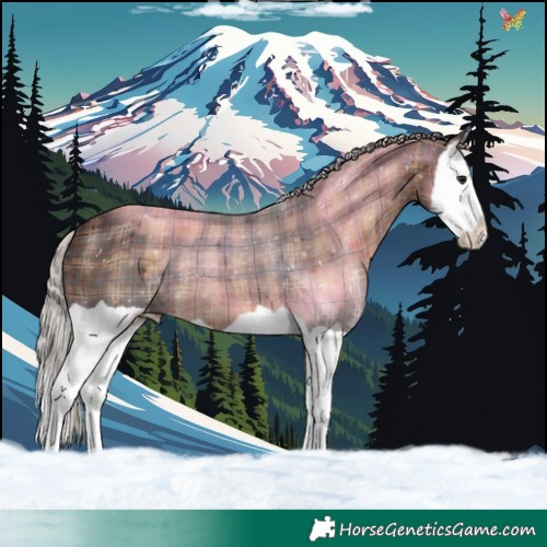 Horse Color:Plaid  Silver Brown Splash 