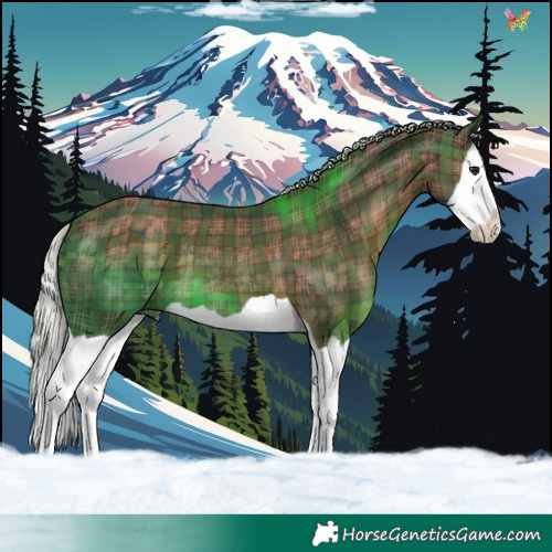 Horse Color:Plaid  Silver Brown Splash 