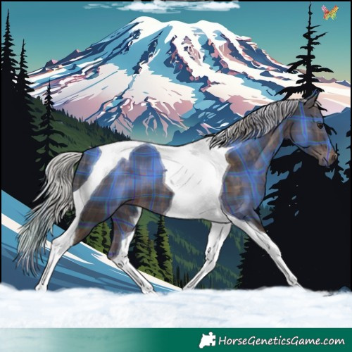 Horse Color:Plaid Silver Brown Tobiano