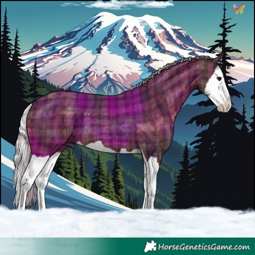 Horse Color:Plaid  Silver Brown Splash 