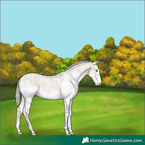 Horse Color:Powder White Silver Buckskin Dun Splash 