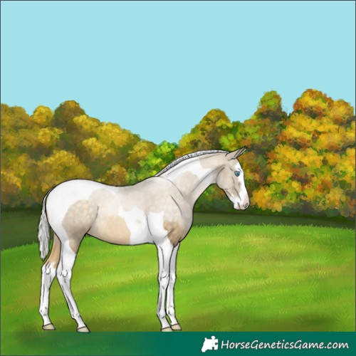 Horse Color:Silver Buckskin Pearl Splash Tobiano 
