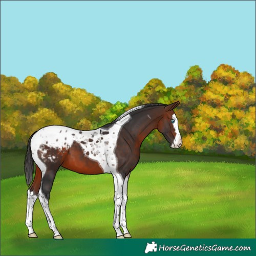 Horse Color:Bay Splash Tobiano Appaloosa 