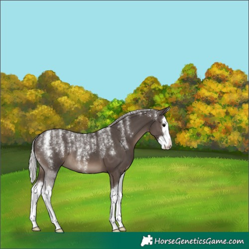 Horse Color:Powder White Silver Black Splash 