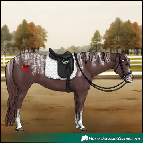 Horse Color:Powder White Chocolate Black 