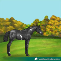Horse Color:White Spotted Black Rabicano 