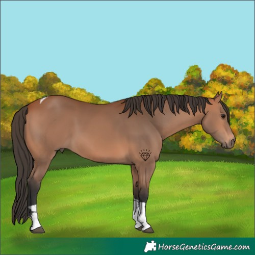 Horse Color:Bay Tobiano 