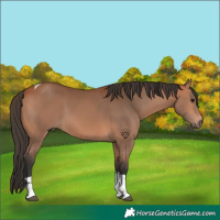 Horse Color:Bay Tobiano