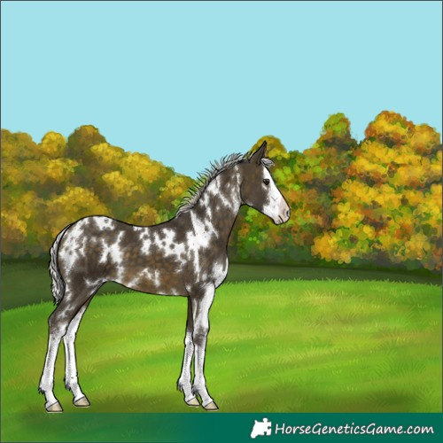Horse Color:White Spotted Silver Buckskin Sabino Splash 