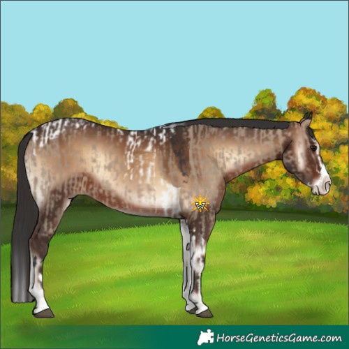 Horse Color:Brown Dun Splash Tobiano  and Liver Red Onyx Sabino Splash 