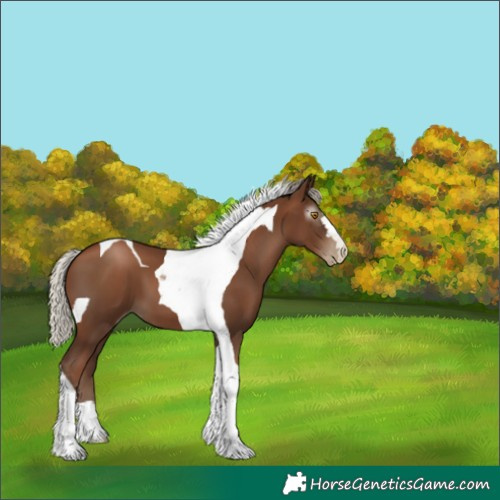 Horse Color:Gray Silver Black Pearl Tobiano 