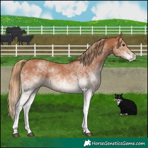 Horse Color:White Spotted Chestnut 