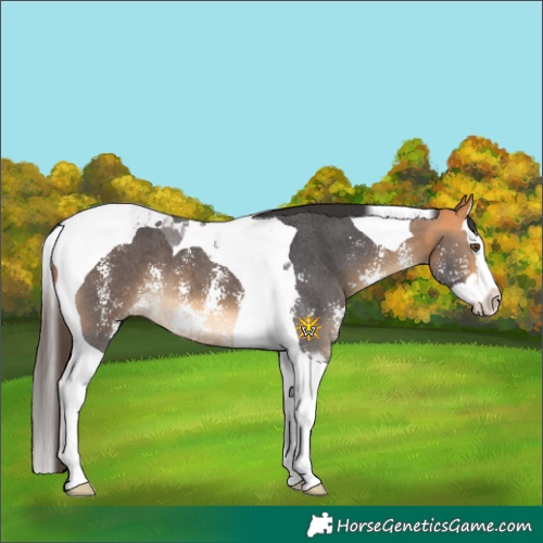 Horse Color:Buckskin Sabino Splash Tobiano 