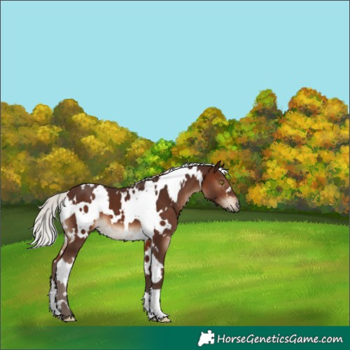Horse Color:White Spotted Silver Brown