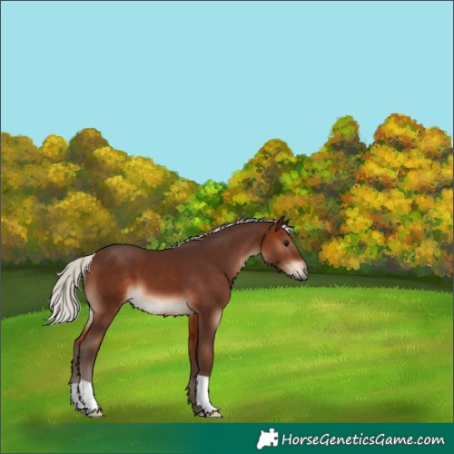 Horse Color:Silver Brown 