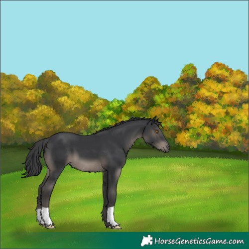Horse Color:Black 