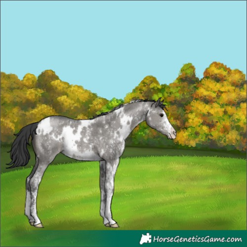 Horse Color:White Spotted Grullo Sabino
