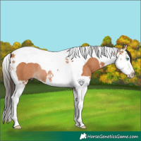 Horse Color:Bay Splash Tobiano Rabicano