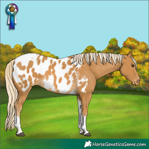Horse Color:Palomino Tobiano Appaloosa