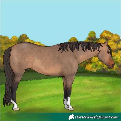 Horse Color:Bay Dun