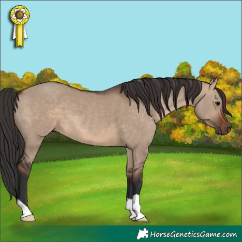 Horse Color:Brown Dun 