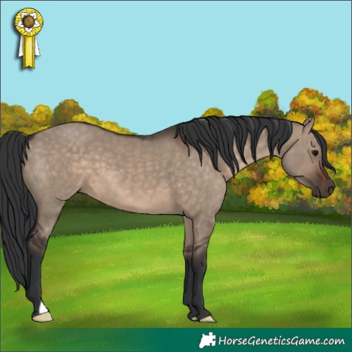 Horse Color:Brown Dun 