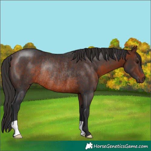 Horse Color:Brown Rabicano 