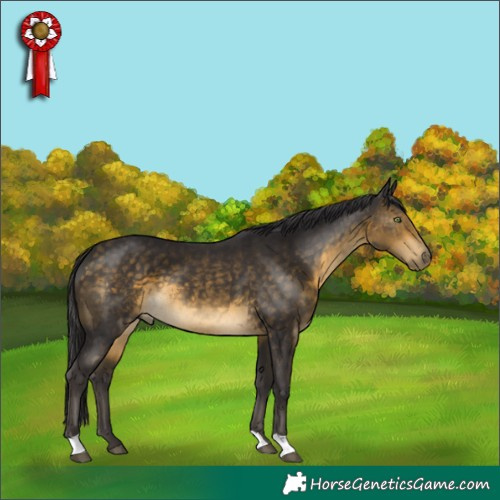 Horse Color:Buckskin 