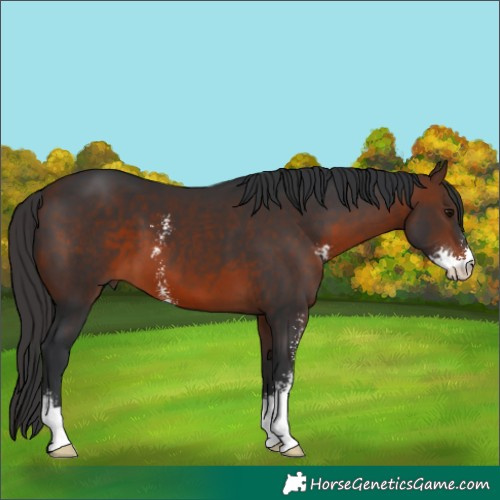 Horse Color:Brown Sabino