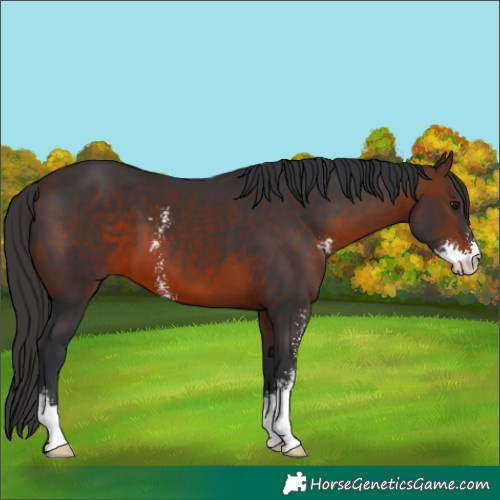 Horse Color:Brown Sabino 