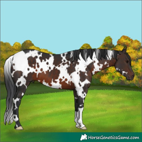 Horse Color:White Spotted Brown 